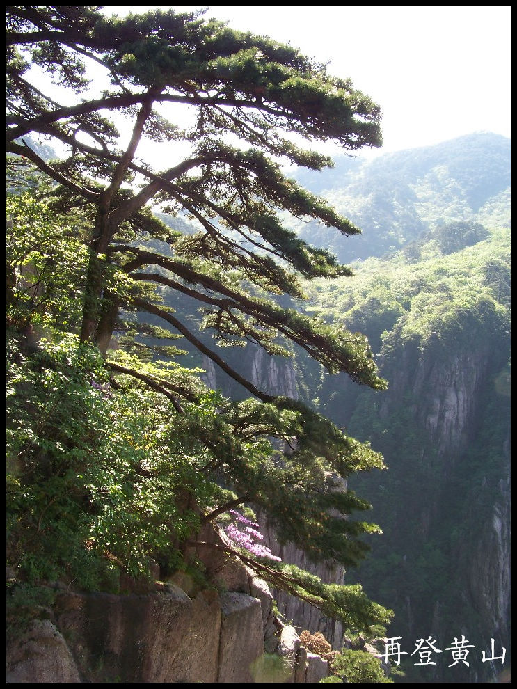 2010年0524黄山g去排云亭 (55)黄山松.jpg