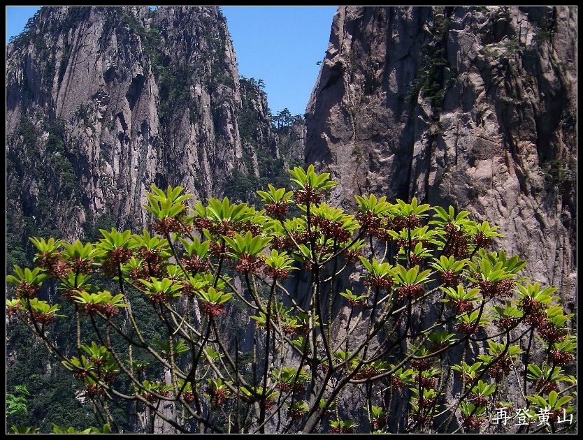 2010年0524黄山k下西海大峡谷 (13)11点15分黄山松.jpg