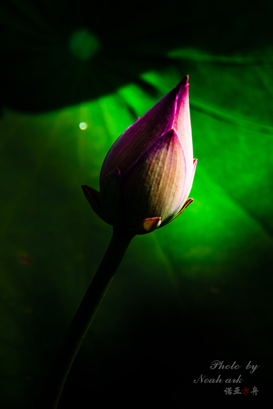 img_4181.jpg