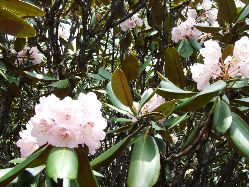 dscf7403.jpg