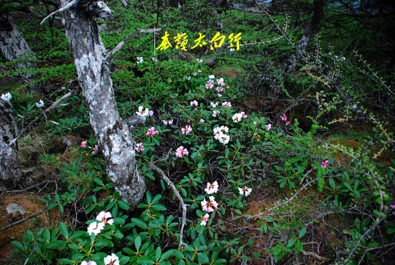 ̫ (12).jpg