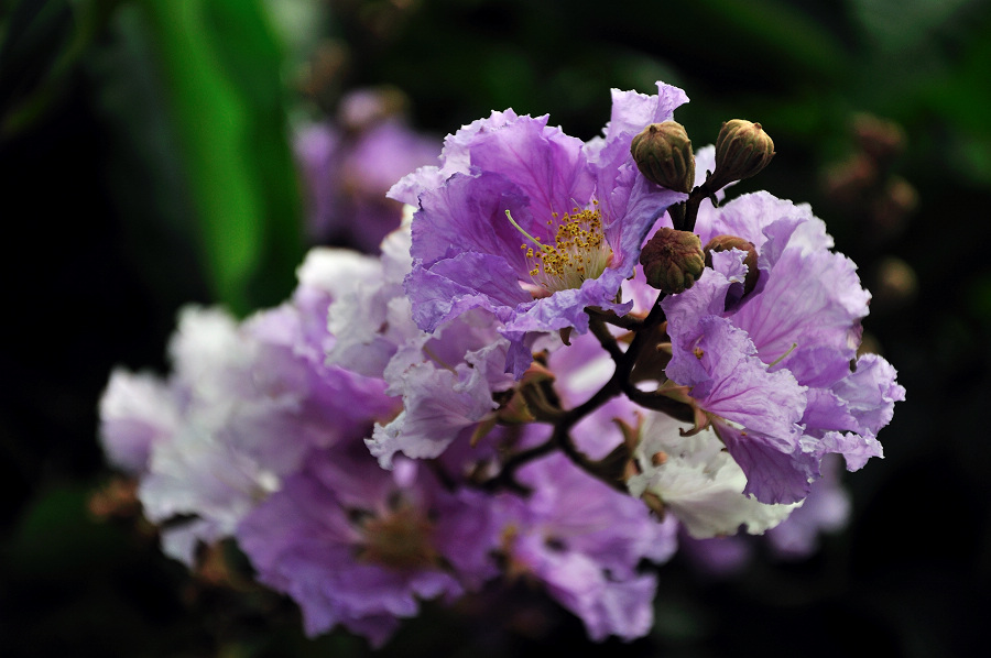 dsc_0064.jpg