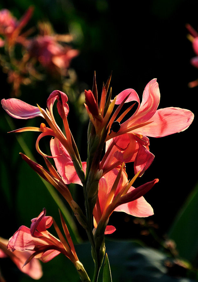 dsc_0366.jpg