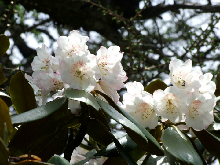 dscf7401.jpg