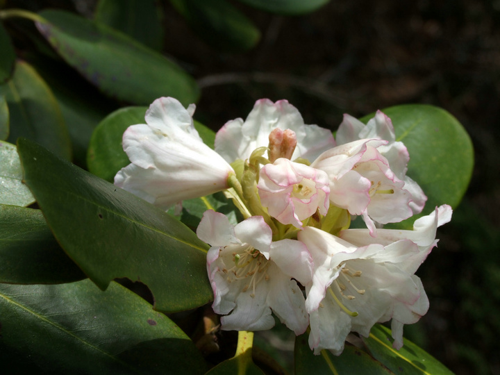 dscf7402.jpg