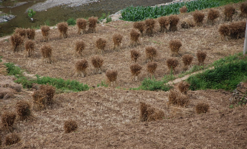 dsc_2012.jpg