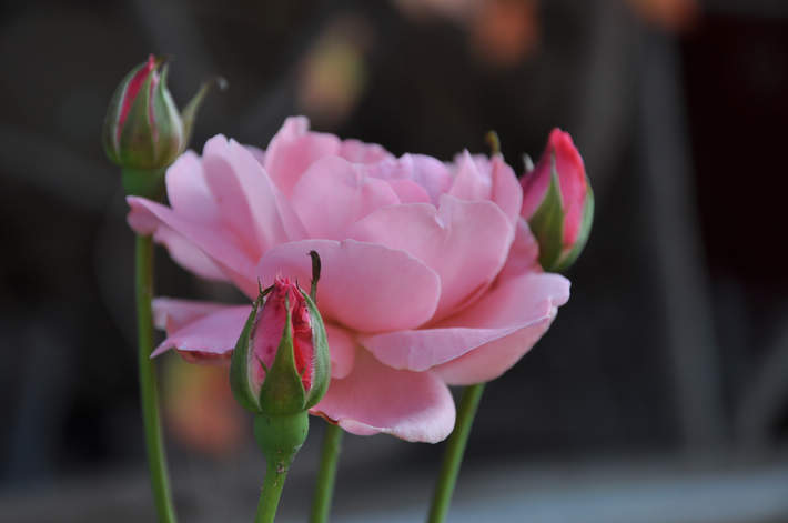 dsc_0238.jpg