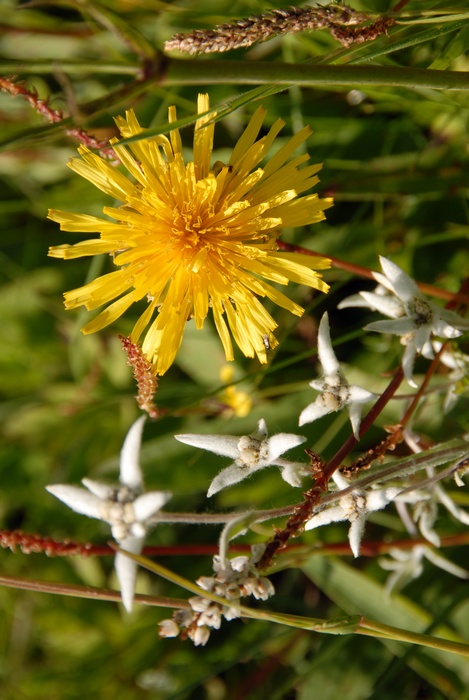 dsc_1141.jpg