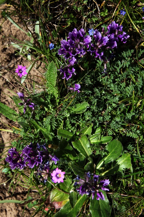 img_9290.jpg