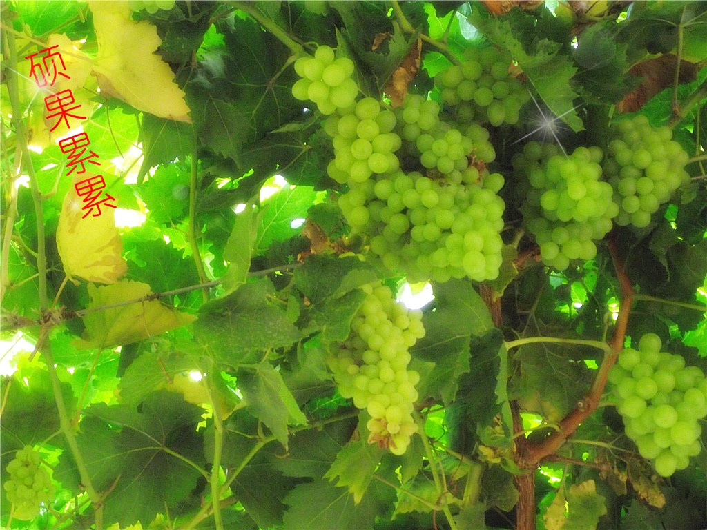 2010-0801 096_副本.jpg