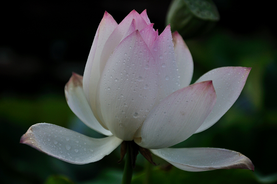 dsc_0294=2.jpg