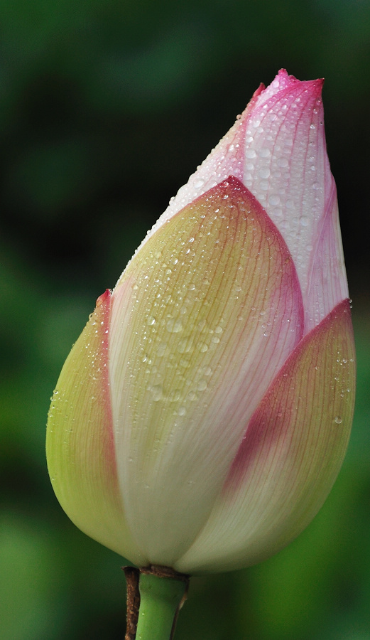 dsc_0300.jpg