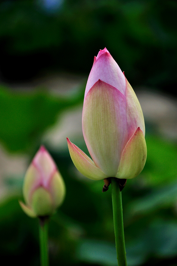 dsc_0308.jpg