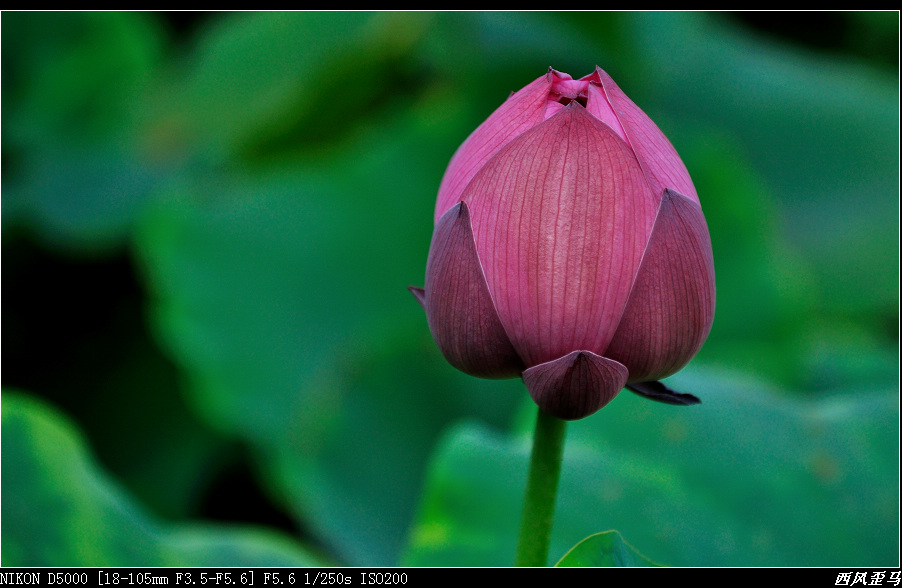 dsc_0319-2.jpg