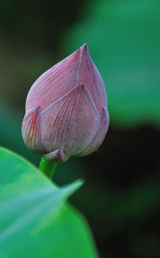 dsc_0320.jpg