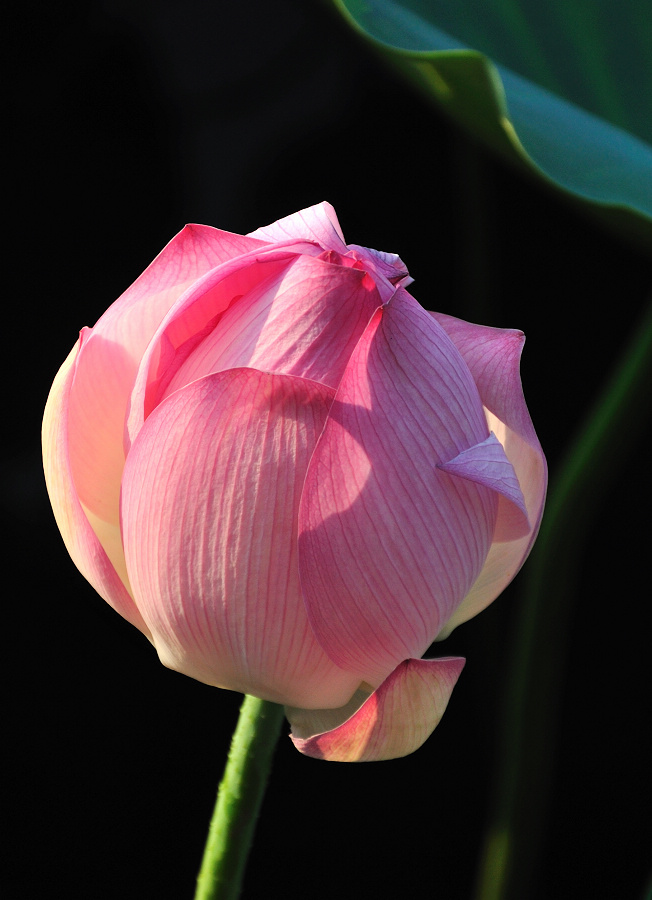 dsc_0382.jpg