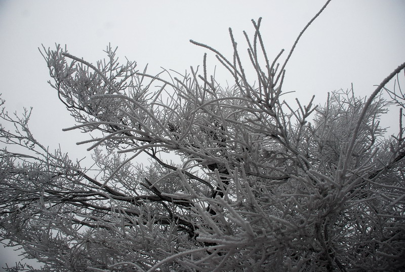 dsc_0602.jpg