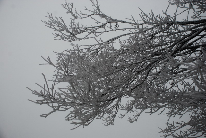 dsc_0603.jpg