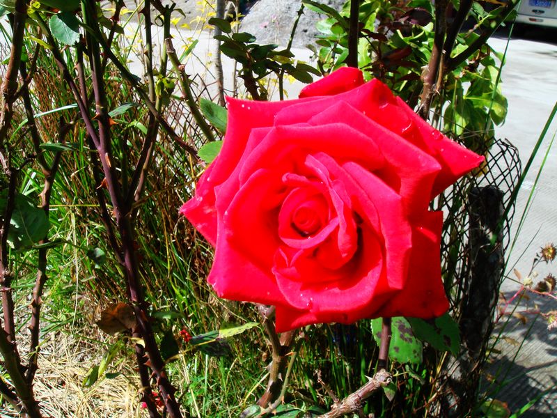 dsc08302.jpg