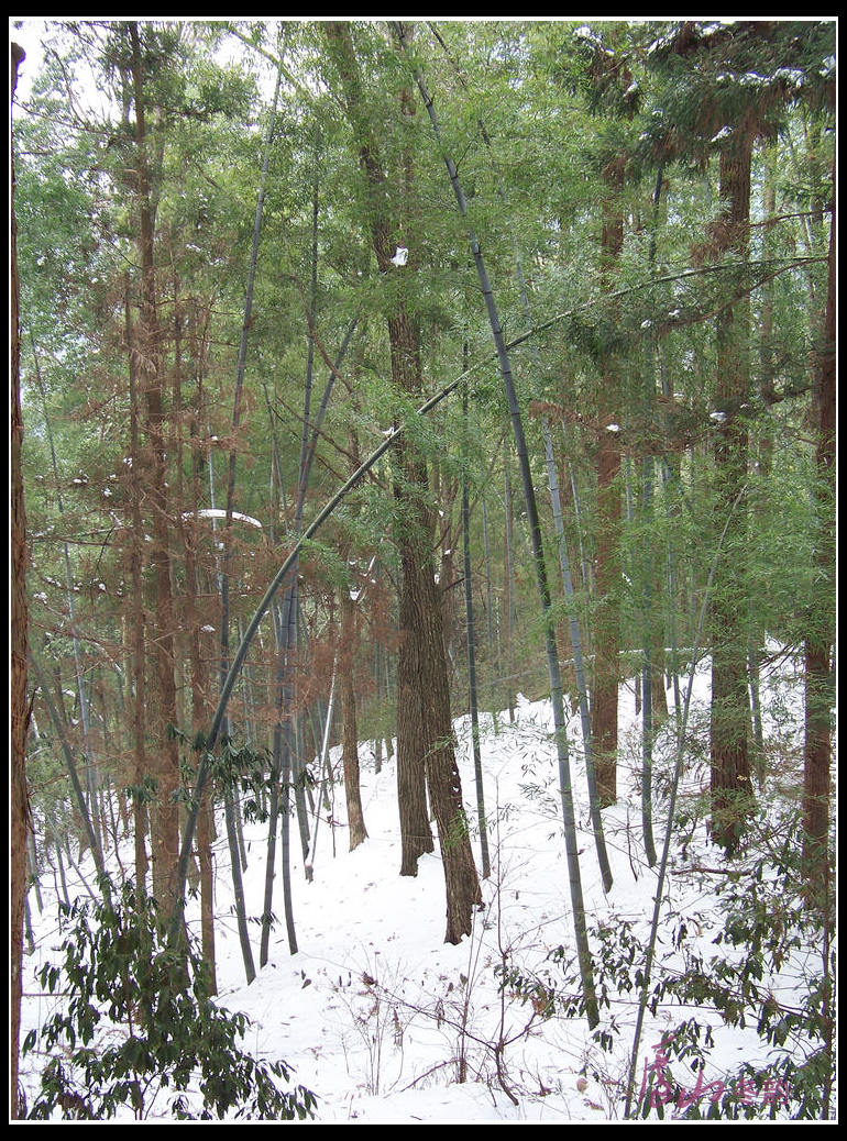 20110109ѩ®ɽm (26)ʫɭ.jpg