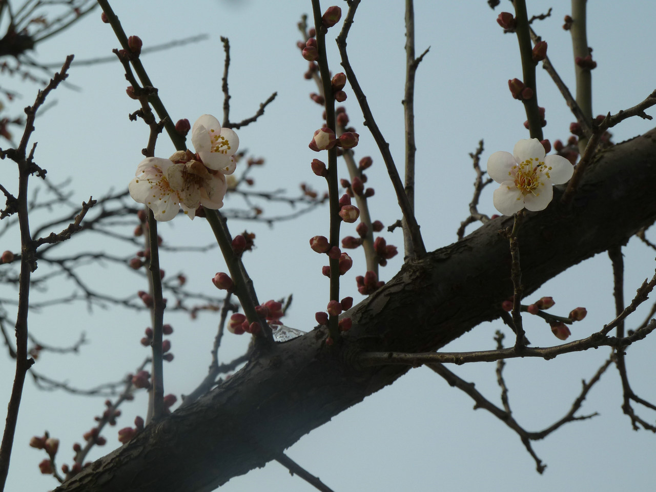 p1020454.jpg