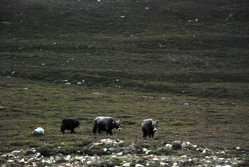 dsc_0089.jpg