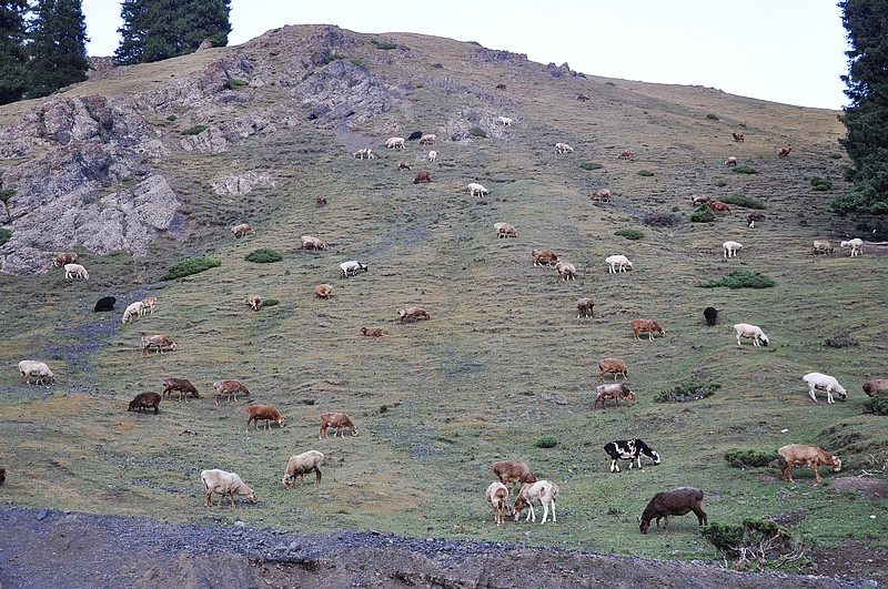 dsc_0867.jpg