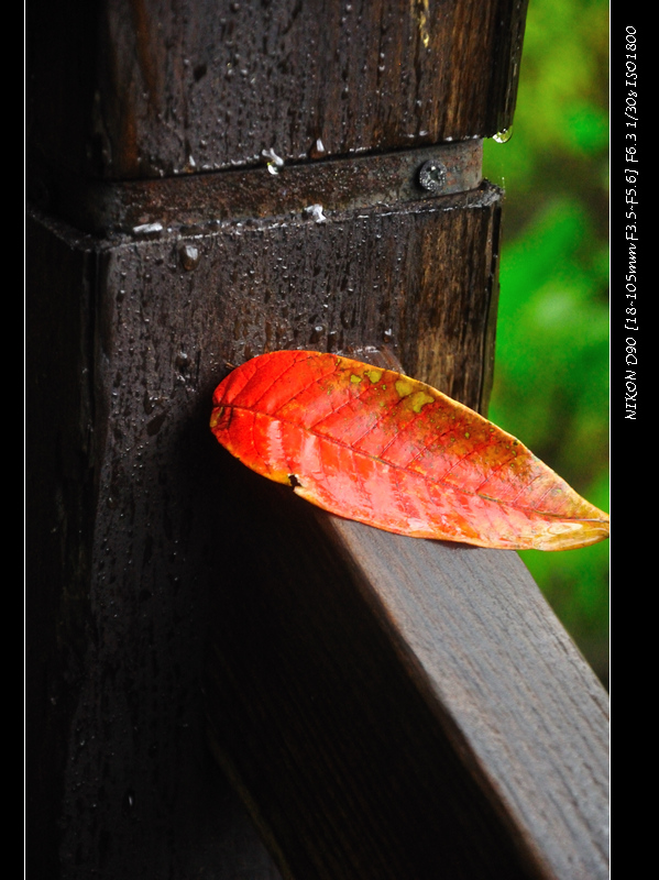 dsc_0311_01.jpg
