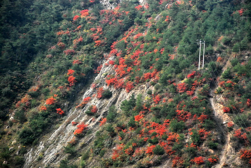 dsc_0006.jpg