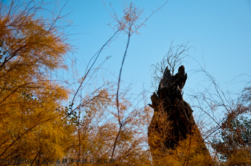 dsc_0460-1.jpg