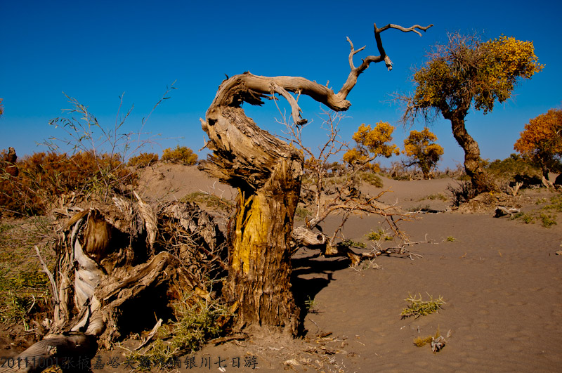 dsc_0497-1.jpg