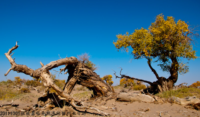 dsc_0494-1.jpg