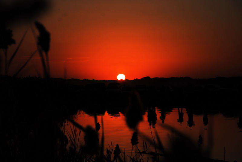dsc_0981.jpg