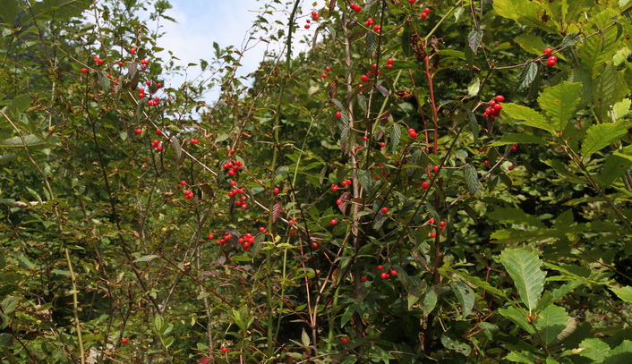 z121.jpg