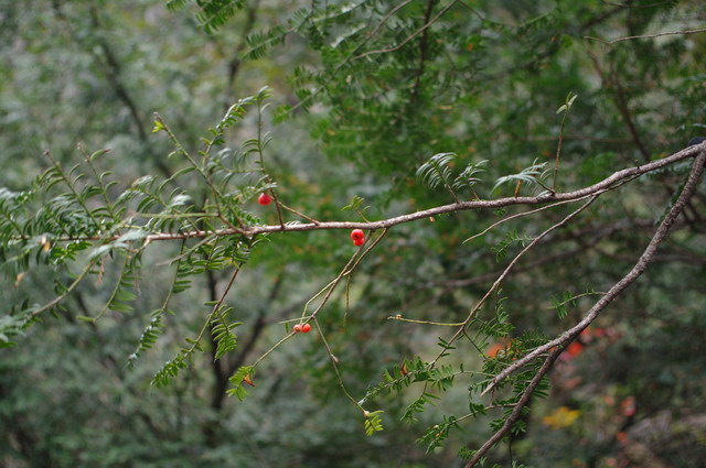 imgp3193s.jpg