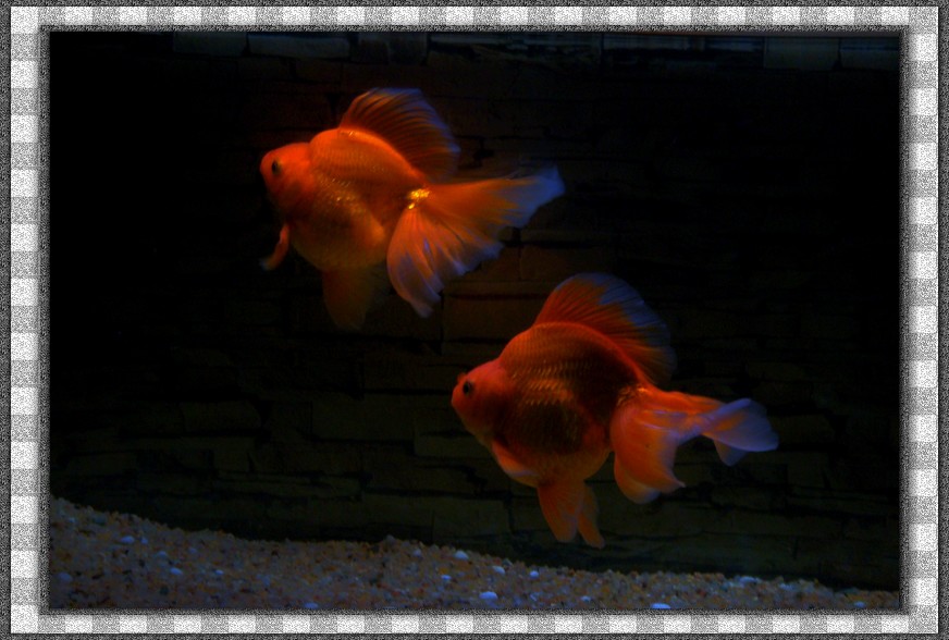 neo_img_dsc01684.jpg