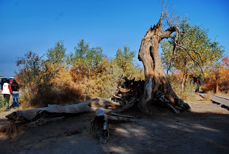 dsc_0176.jpg