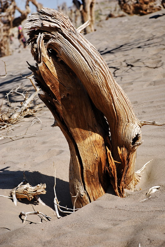 dsc_0296.jpg