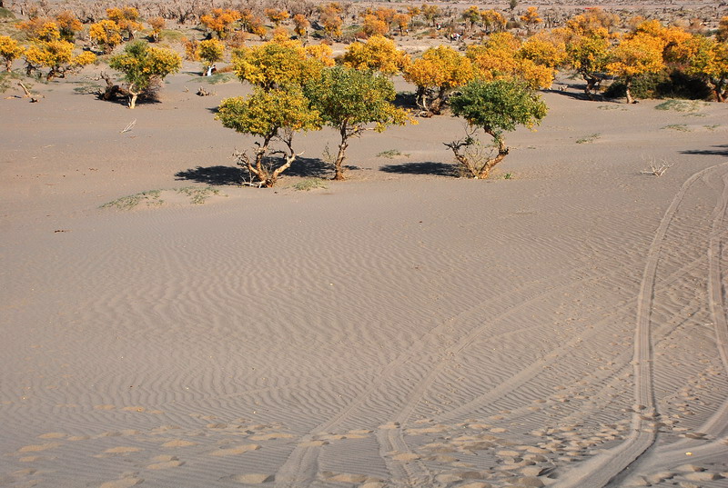 dsc_0373.jpg