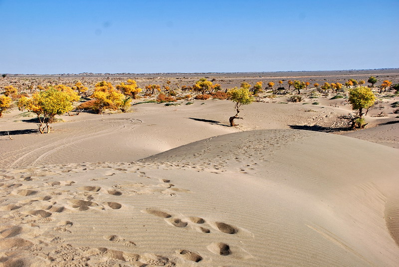 dsc_0380.jpg