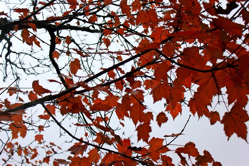img_3110.jpg