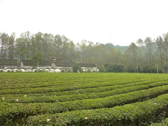 p1030730_conew1.jpg
