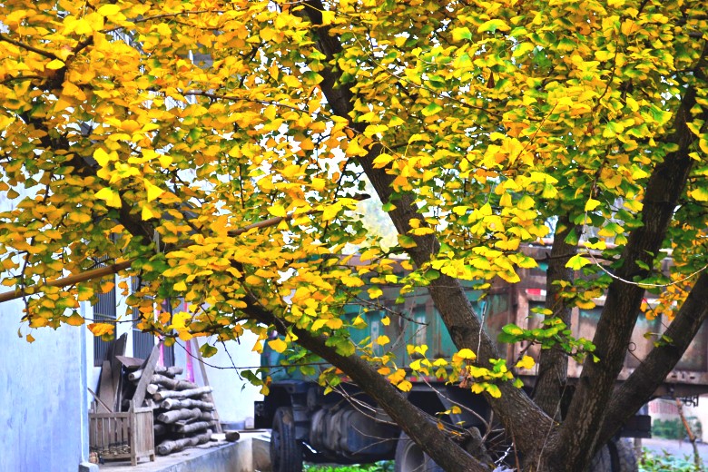 dsc_9069_conew1.jpg