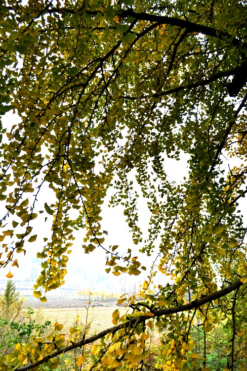 dsc_9295_conew1.jpg