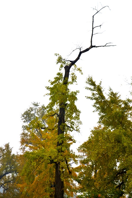 dsc_9325_conew1.jpg