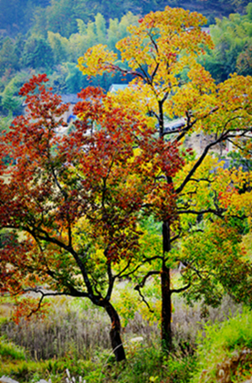 Ҷ20111029 514_.jpg