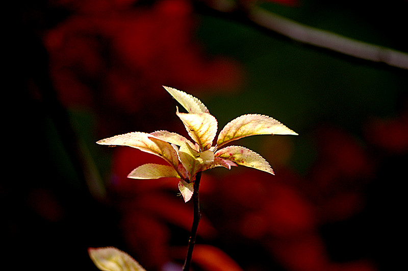 imgp0014_副本.jpg