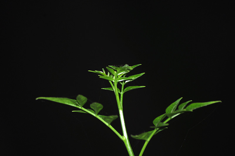 imgp7073_副本.jpg