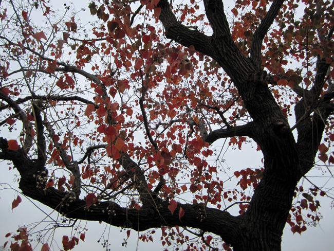 img_5296.jpg