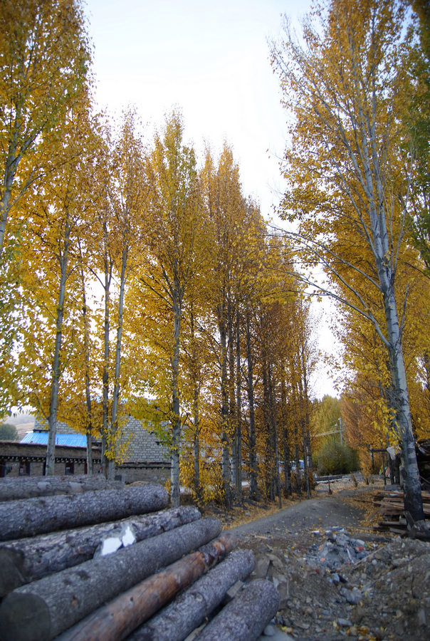 neo_img_dsc01000.jpg